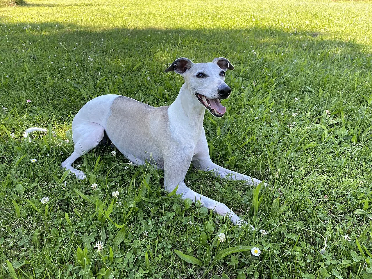 Whippet — dog breed