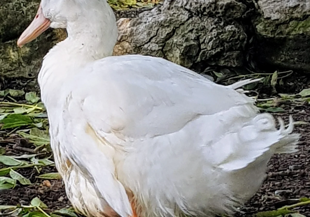 Aylesbury — duck breed
