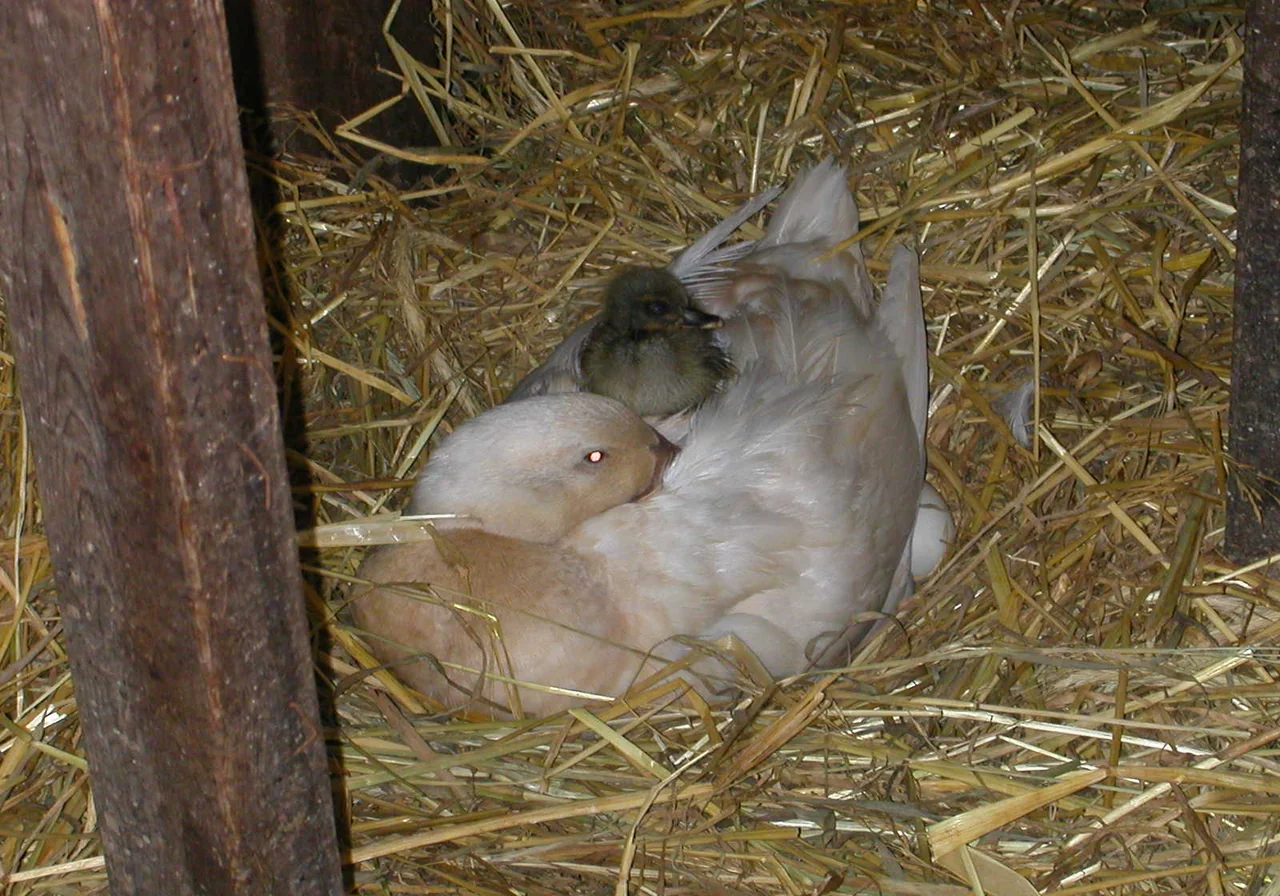 Buff Duck — duck breed