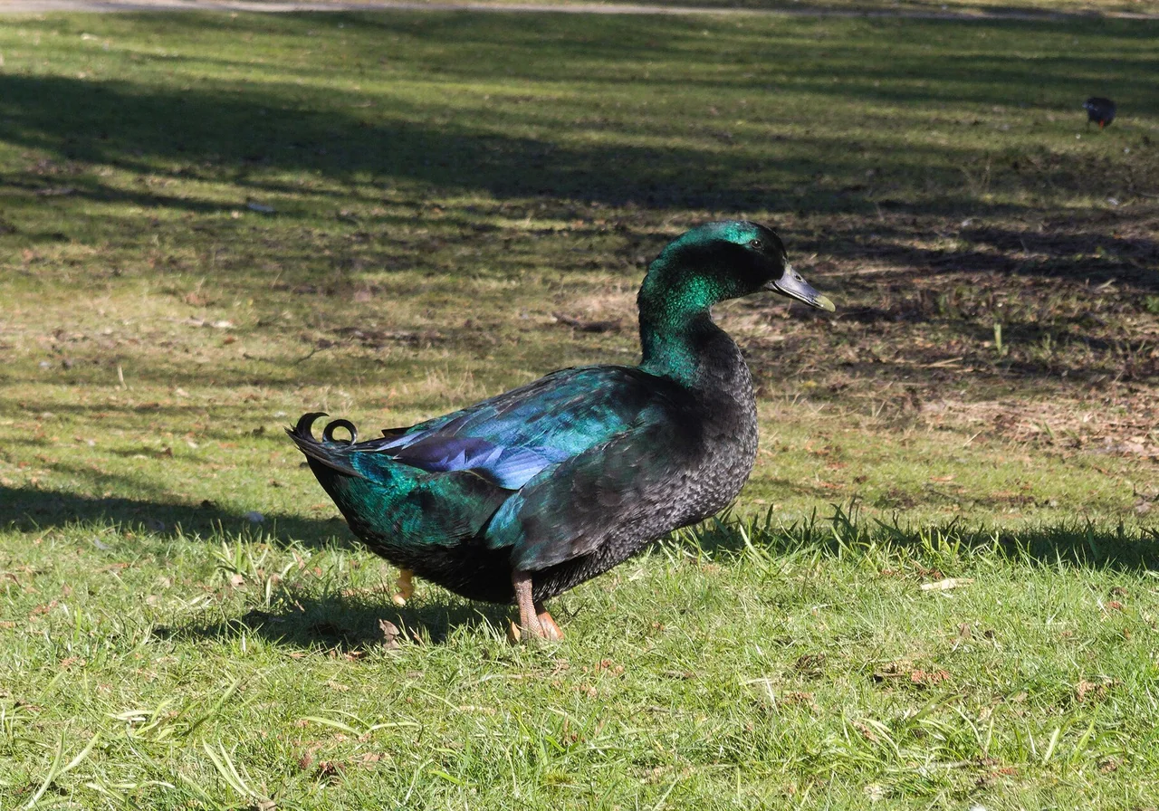 Cayuga — duck breed