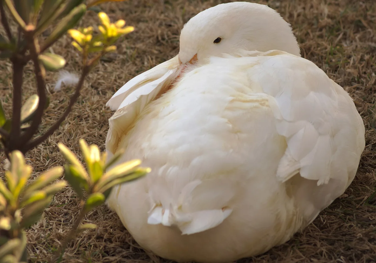 Indian Runner — duck breed