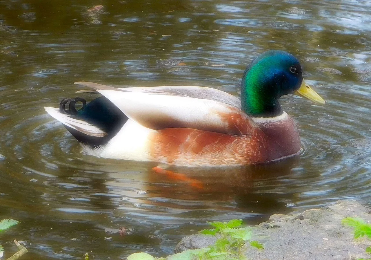 Mallard (Domestic) — duck breed