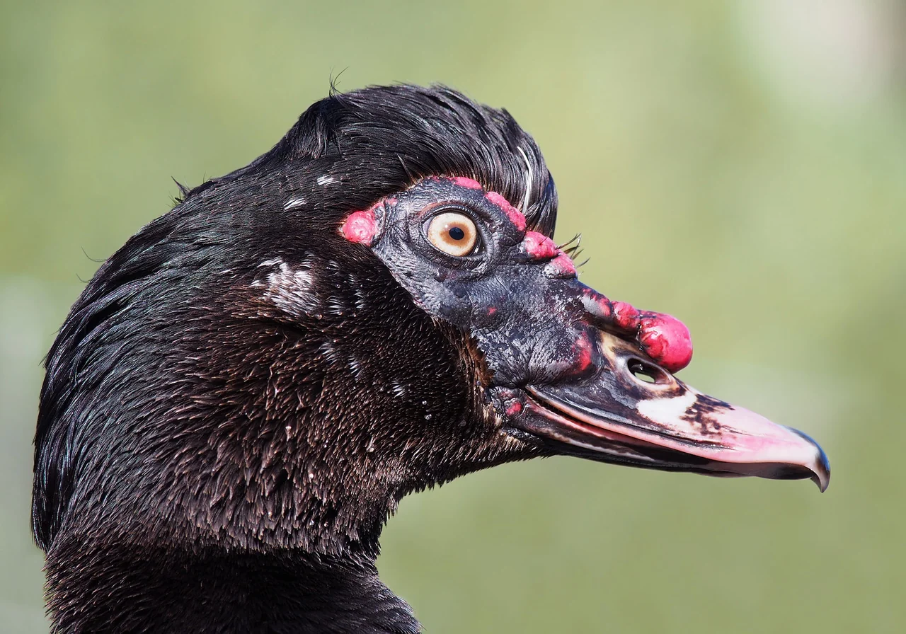 Muscovy — duck breed