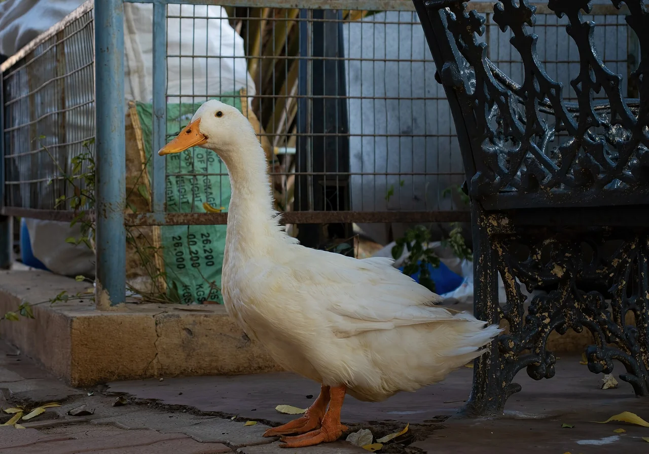 Pekin — duck breed