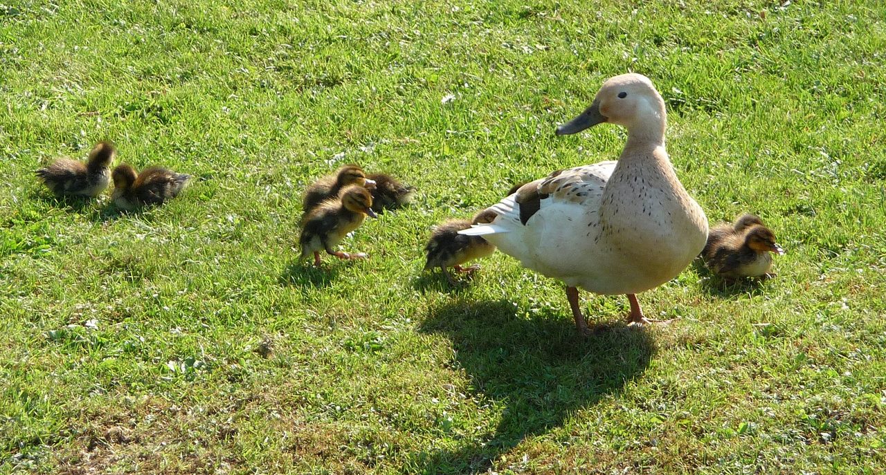 Welsh Harlequin — duck breed