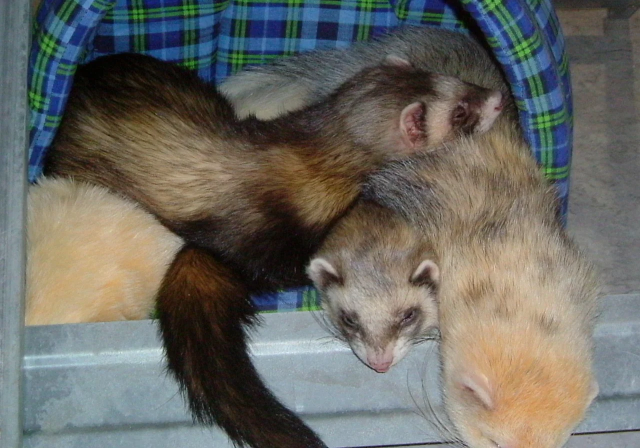 Black Sable — ferret breed