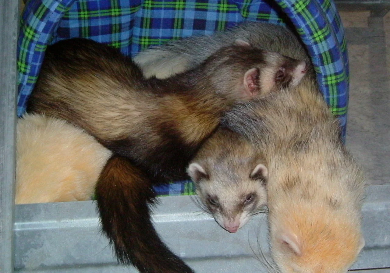 Blaze — ferret breed