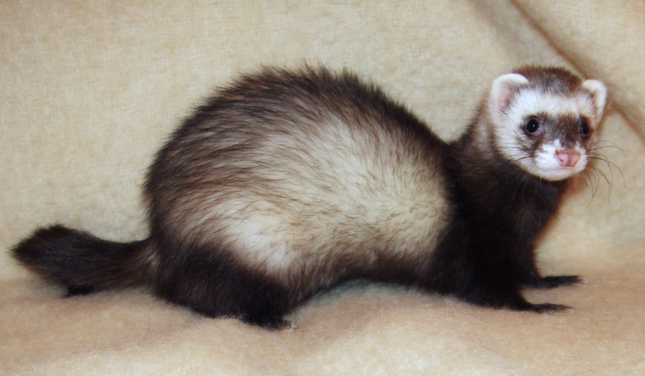 Sable — ferret breed