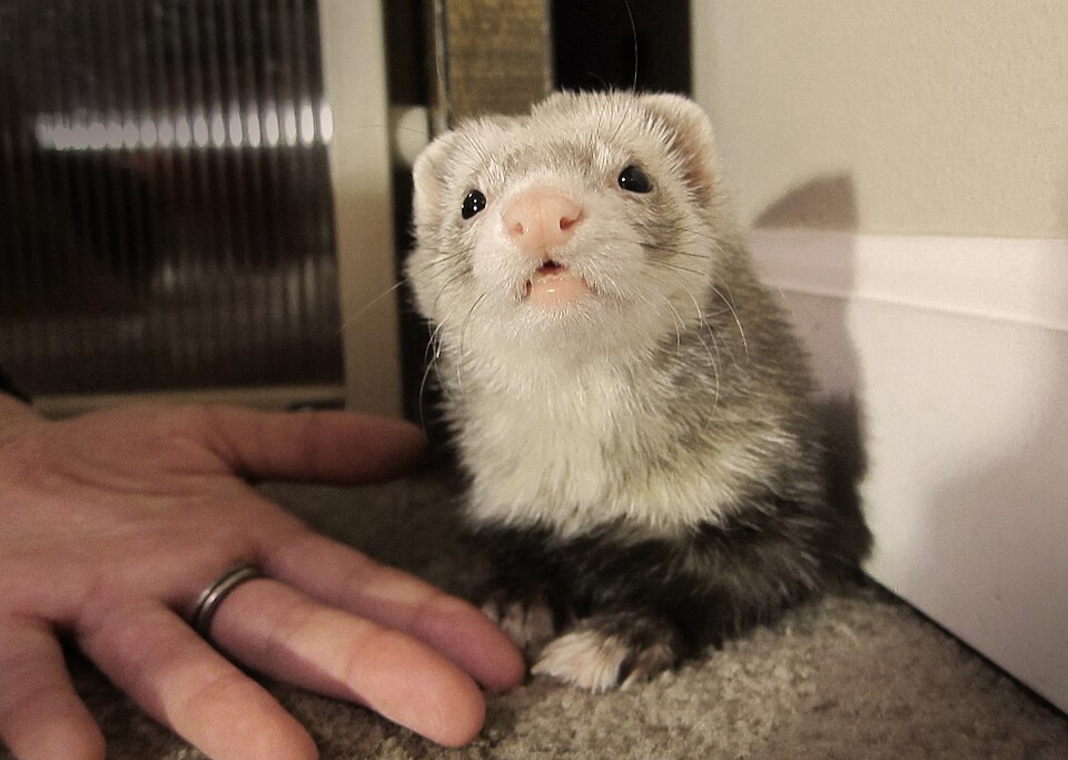 Silver — ferret breed