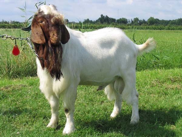 Boer — goat breed