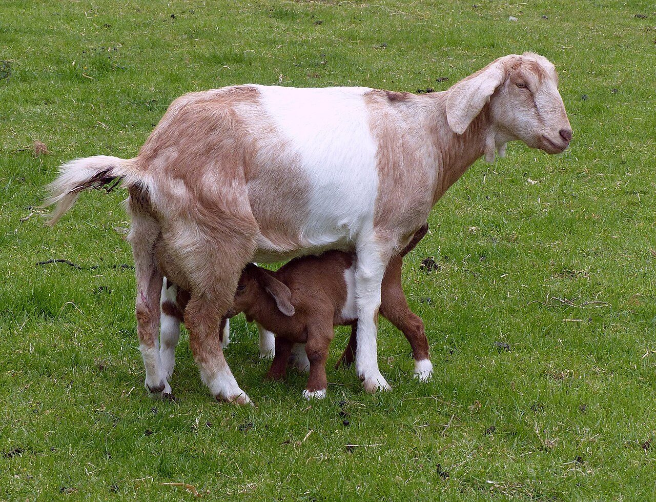 Nubian (Anglo-Nubian) — goat breed