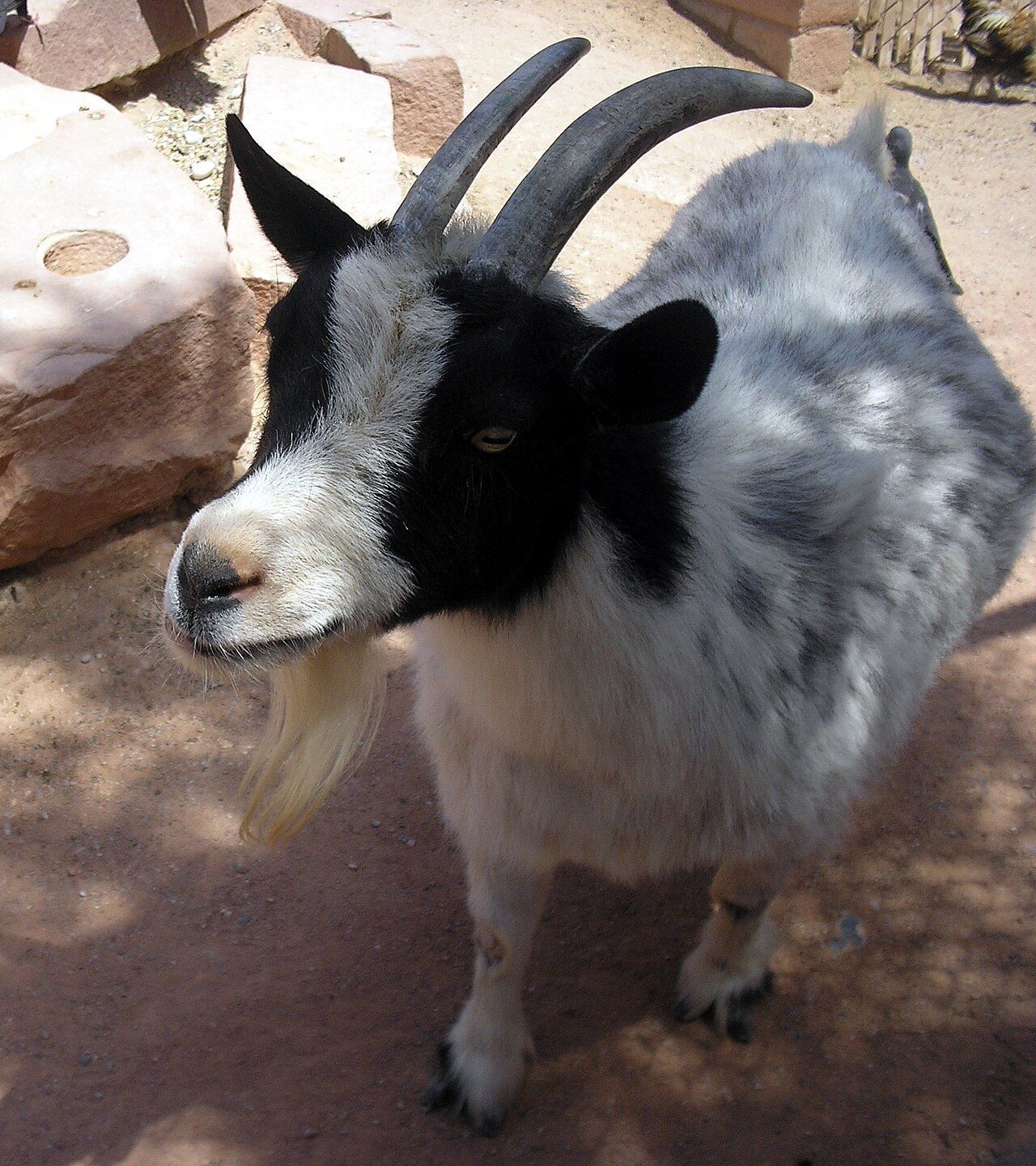 Pygmy — goat breed