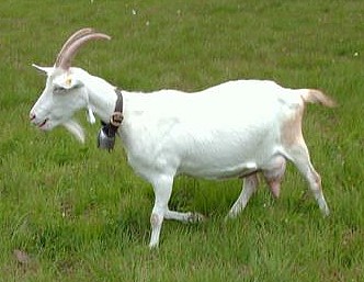 Saanen — goat breed