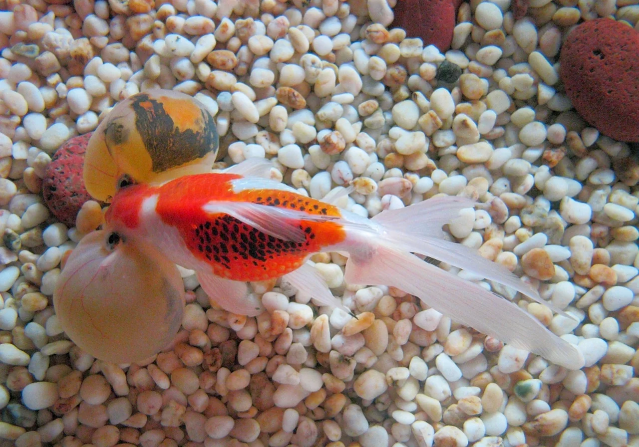 Bubble Eye — goldfish breed