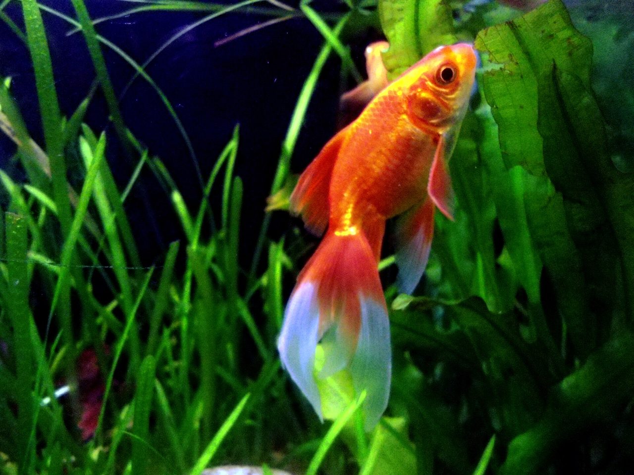 Comet — goldfish breed