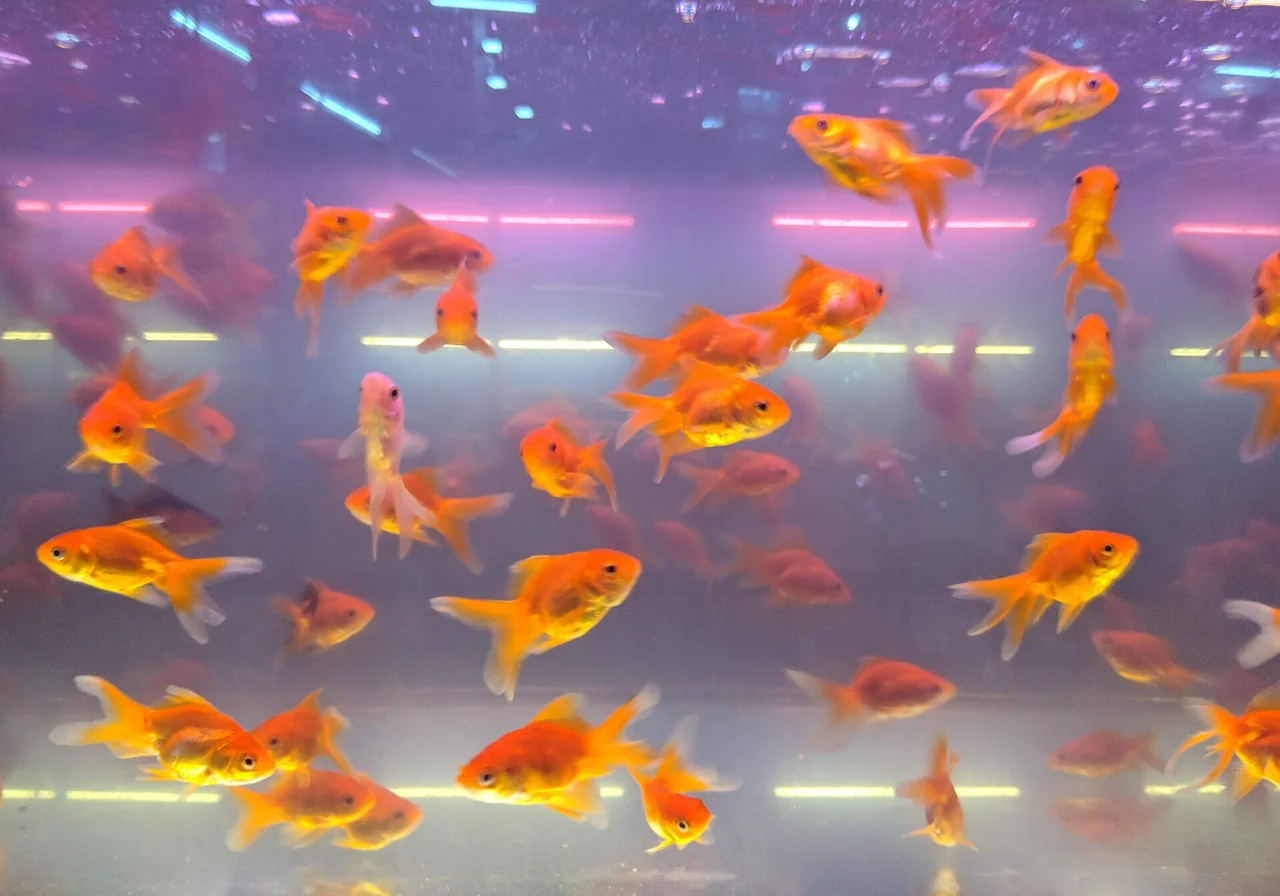 Common — goldfish breed