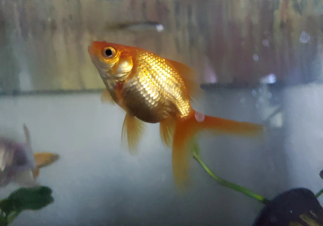 Fantail — goldfish breed