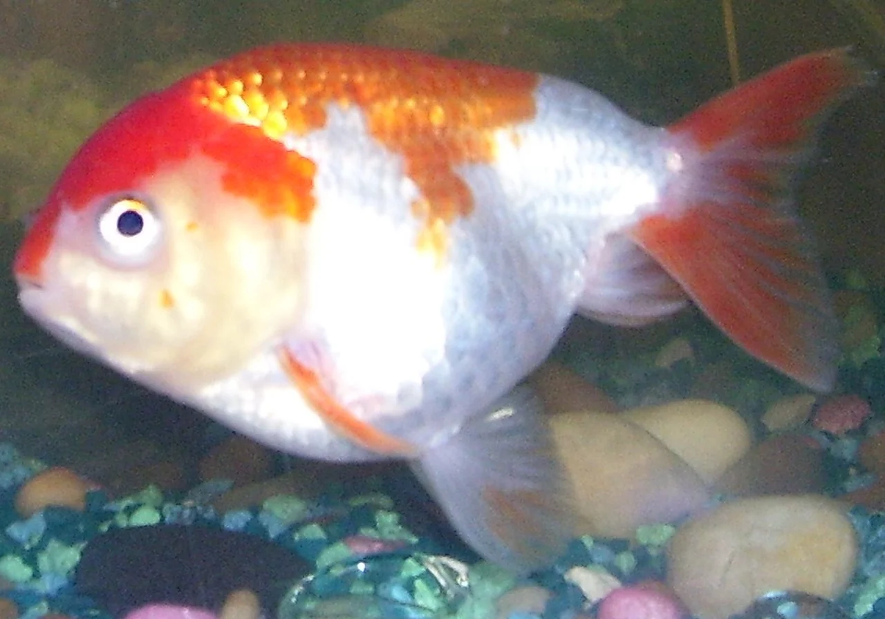 Lionhead — goldfish breed