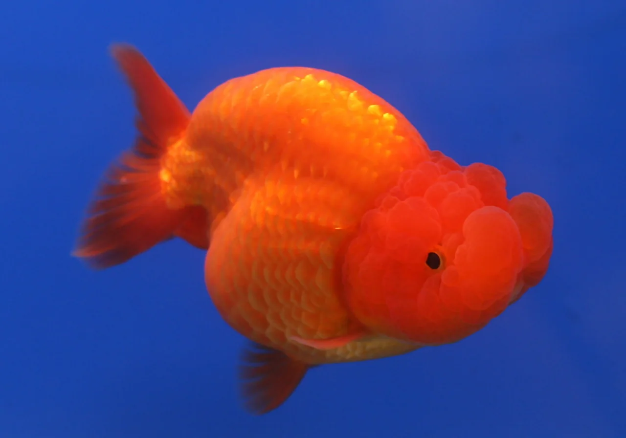 Ranchu — goldfish breed