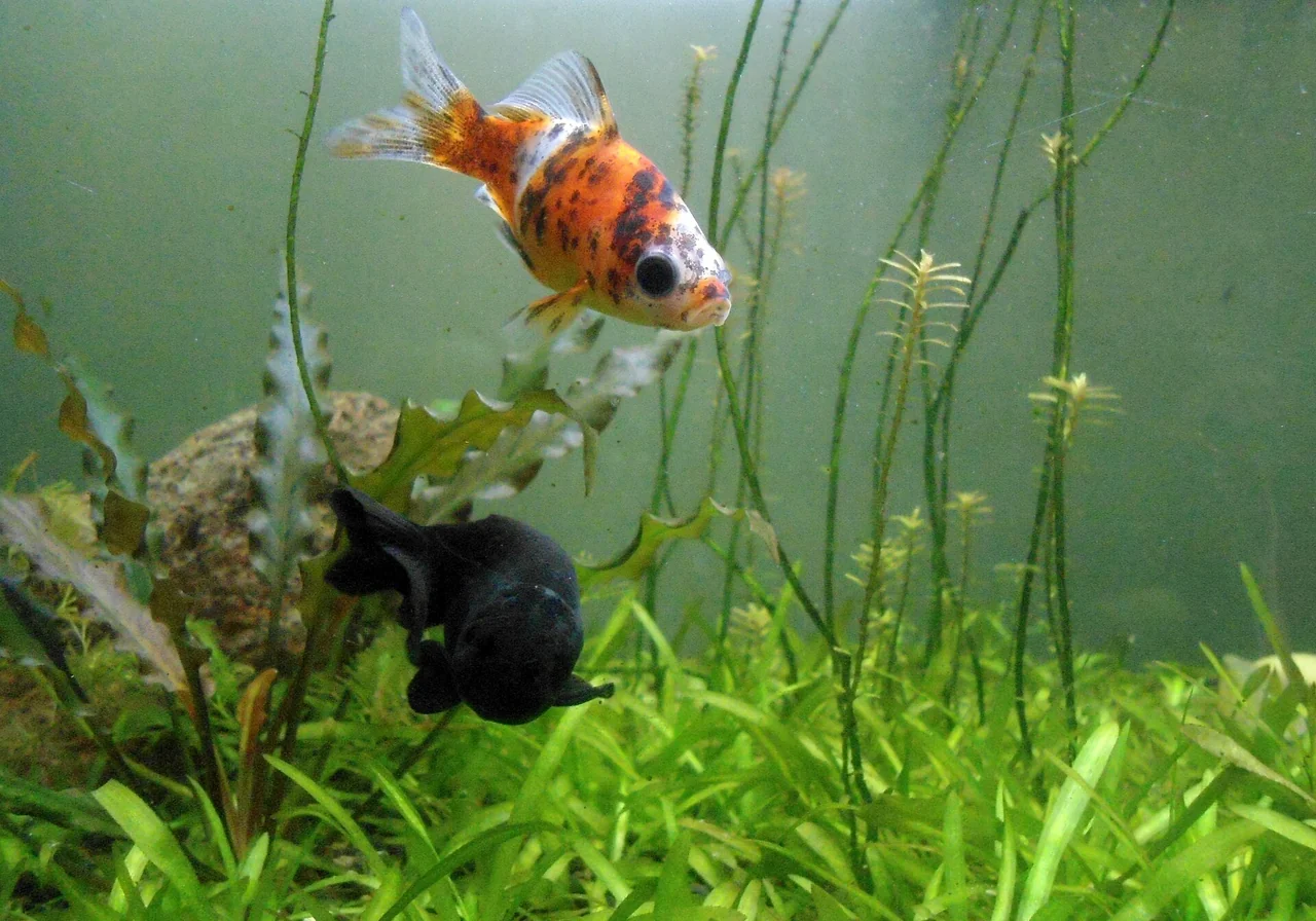 Shubunkin — goldfish breed
