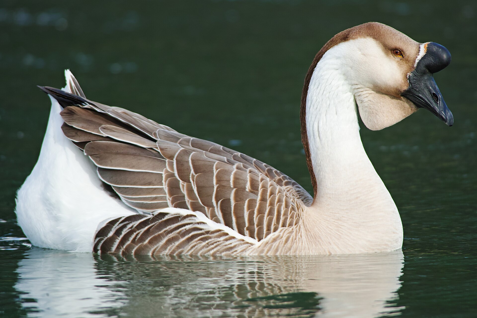 African — goose breed