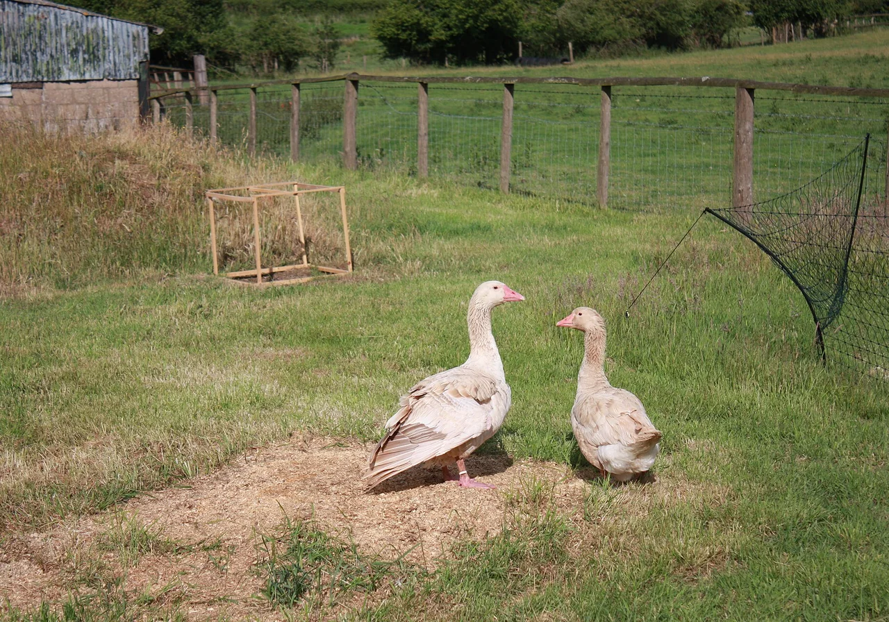 Brecon Buff — goose breed