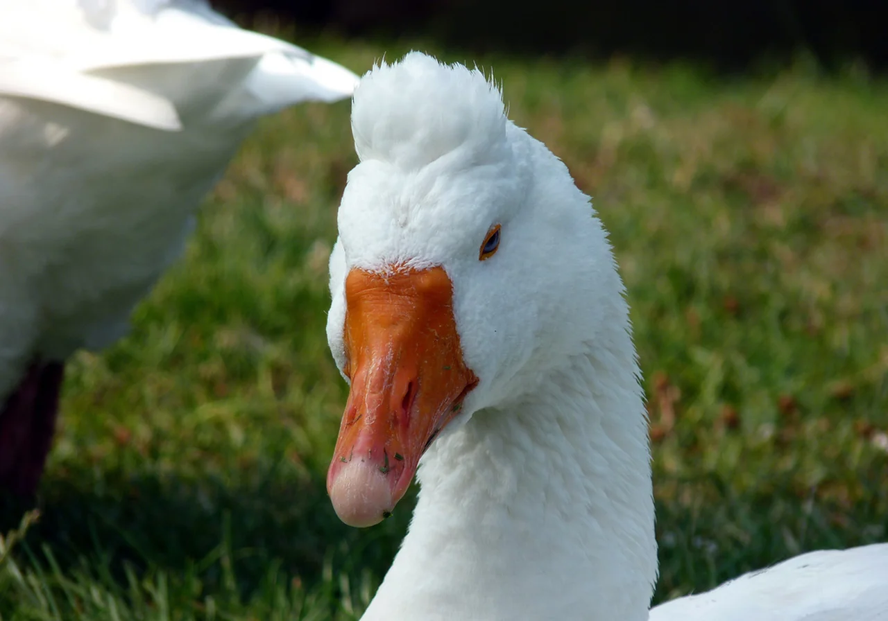 Roman Tufted — goose breed