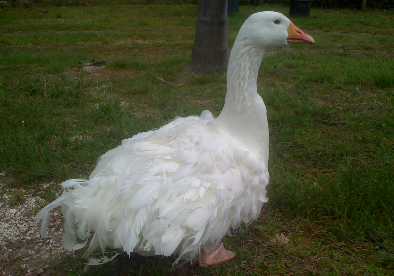 Sebastopol — goose breed