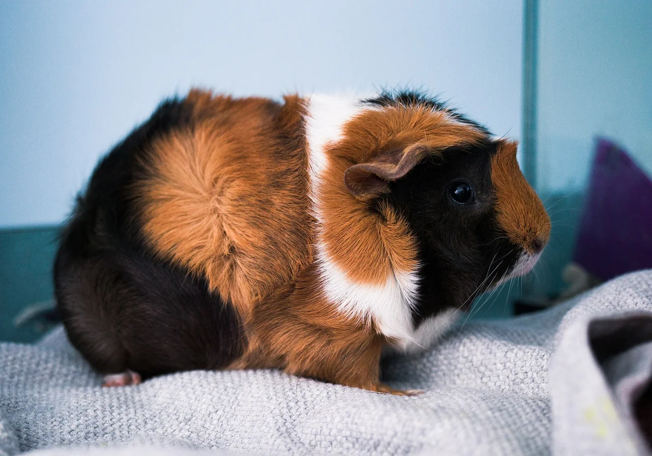 Abyssinian — guinea pig breed