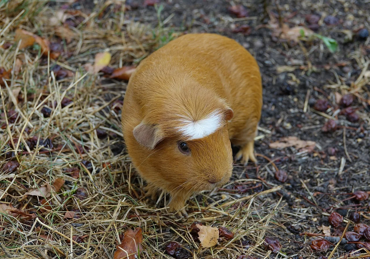 American — guinea pig breed