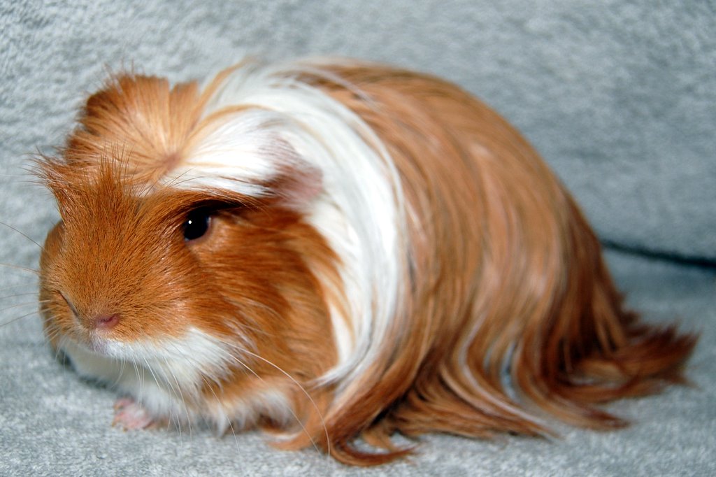 Coronet — guinea pig breed