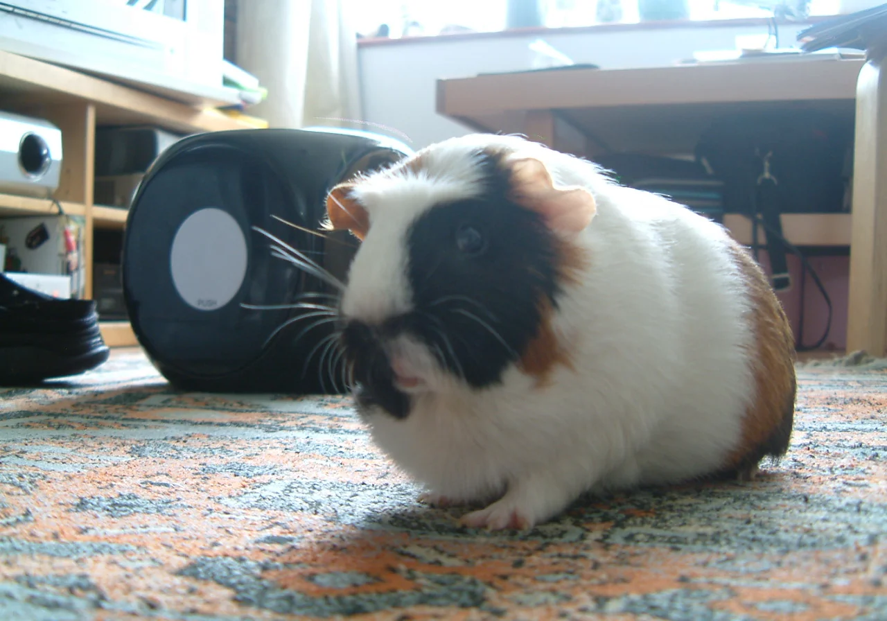 Crested — guinea pig breed