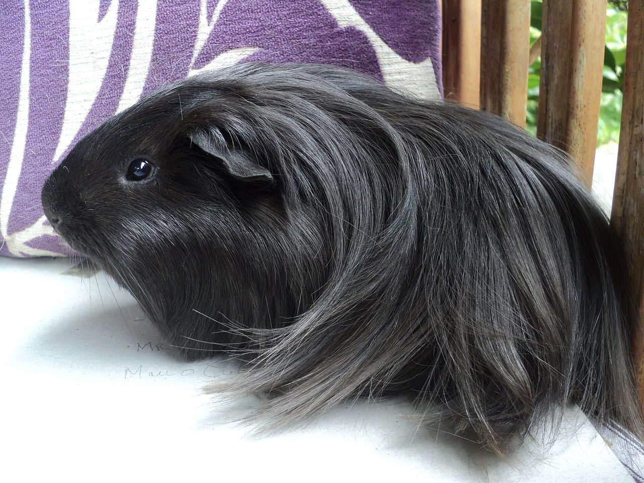 Peruvian — guinea pig breed