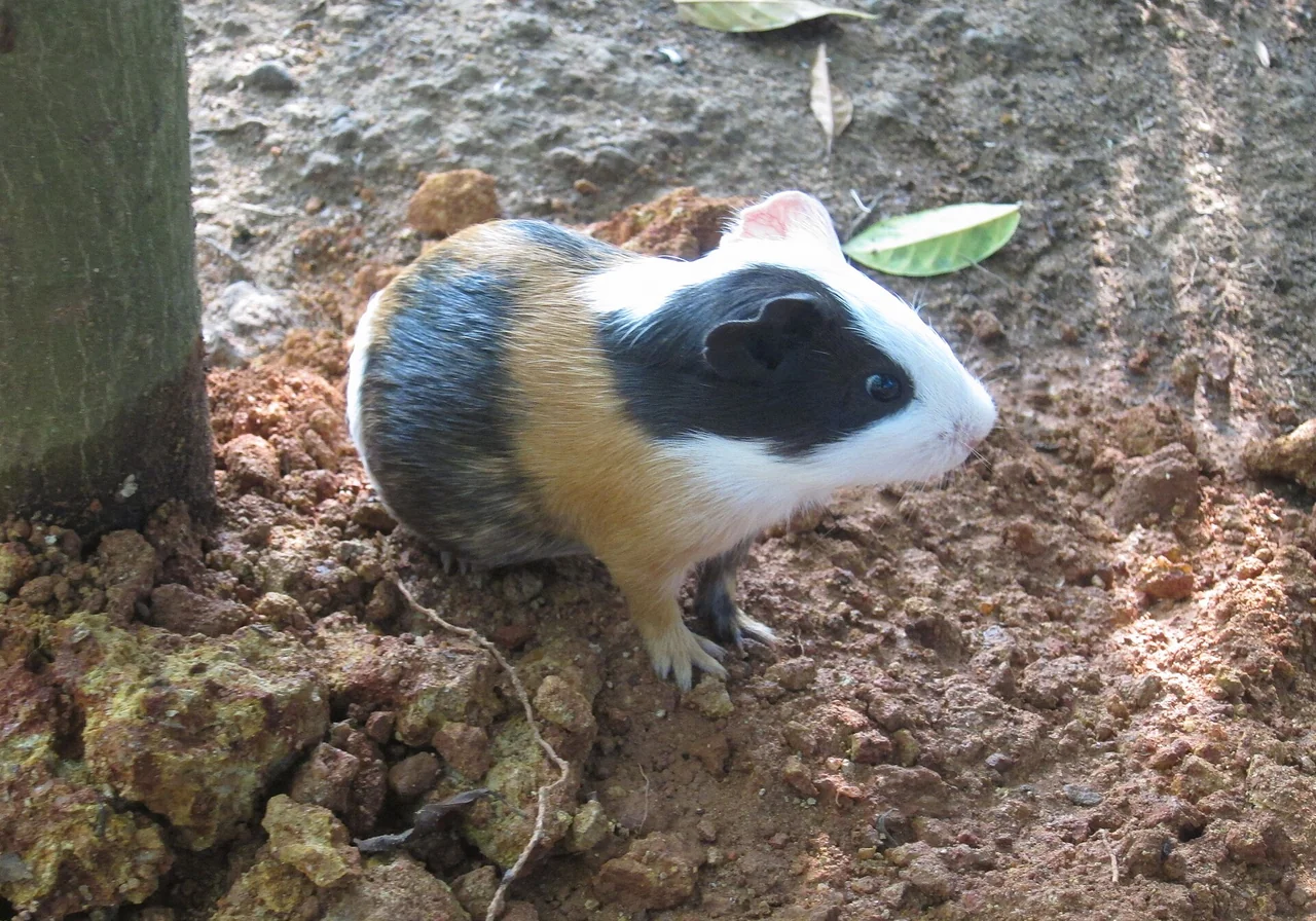Rex — guinea pig breed