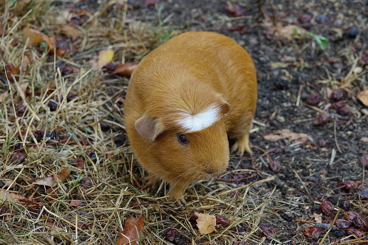 Silkie — guinea pig breed