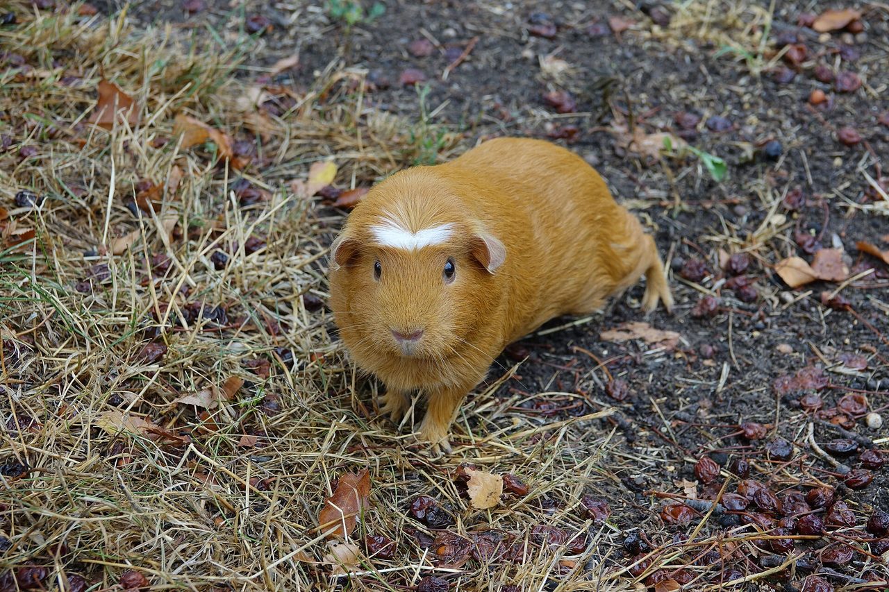 Texel — guinea pig breed