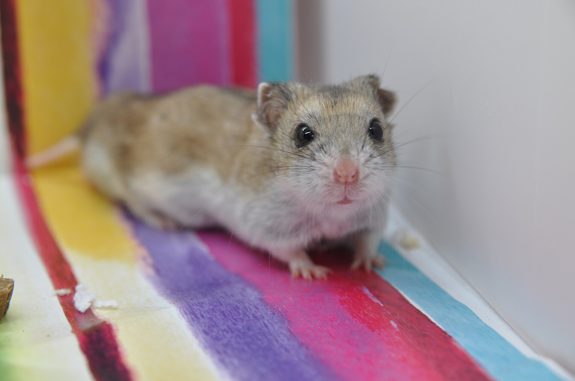 Chinese — hamster breed