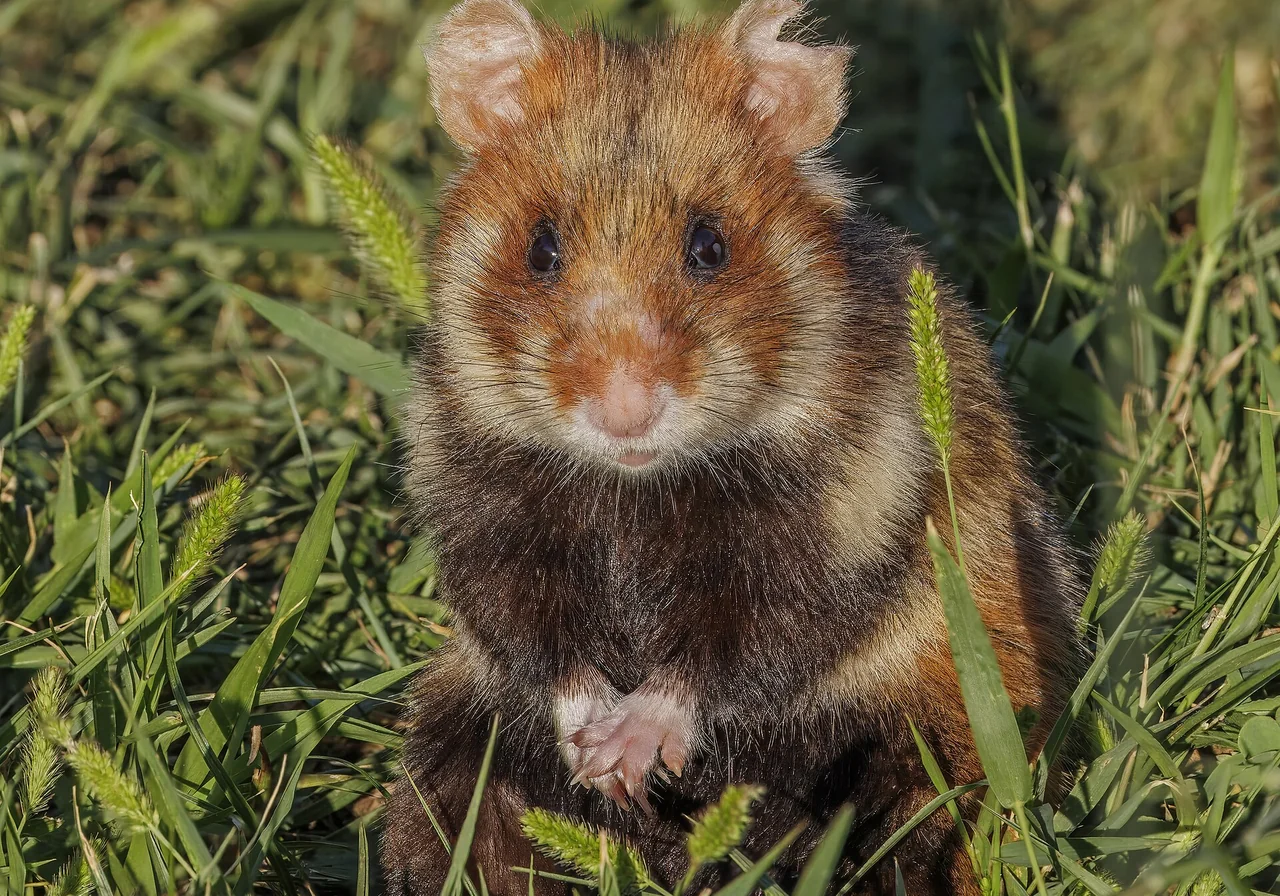 European Hamster — hamster breed