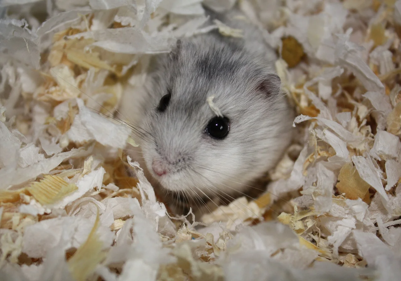 Grey Dwarf Hamster — hamster breed