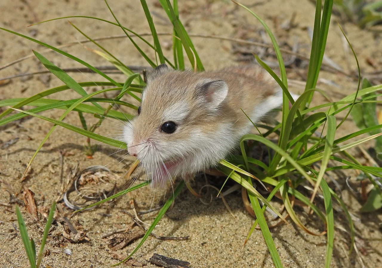 Roborovski — hamster breed