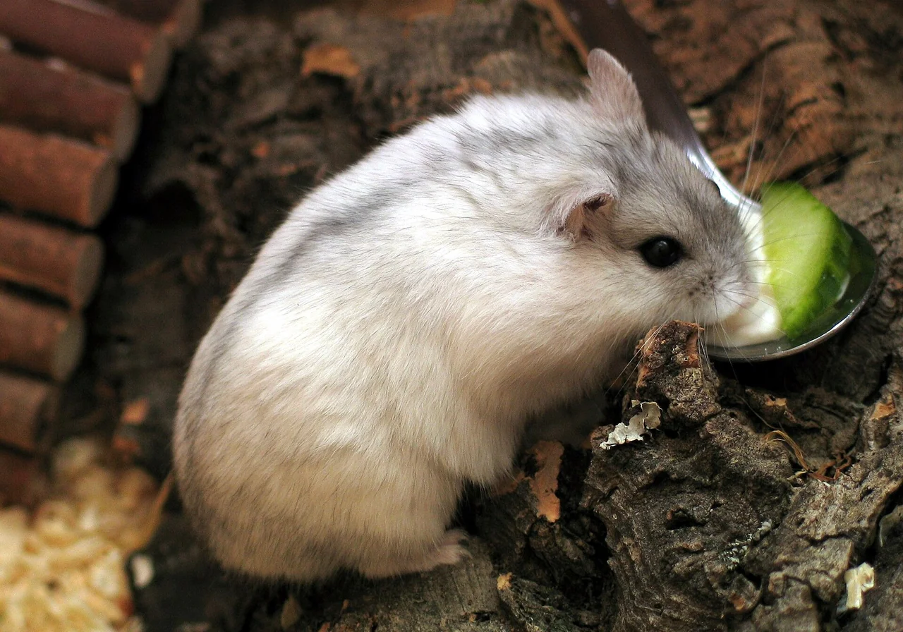 Russian Dwarf — hamster breed