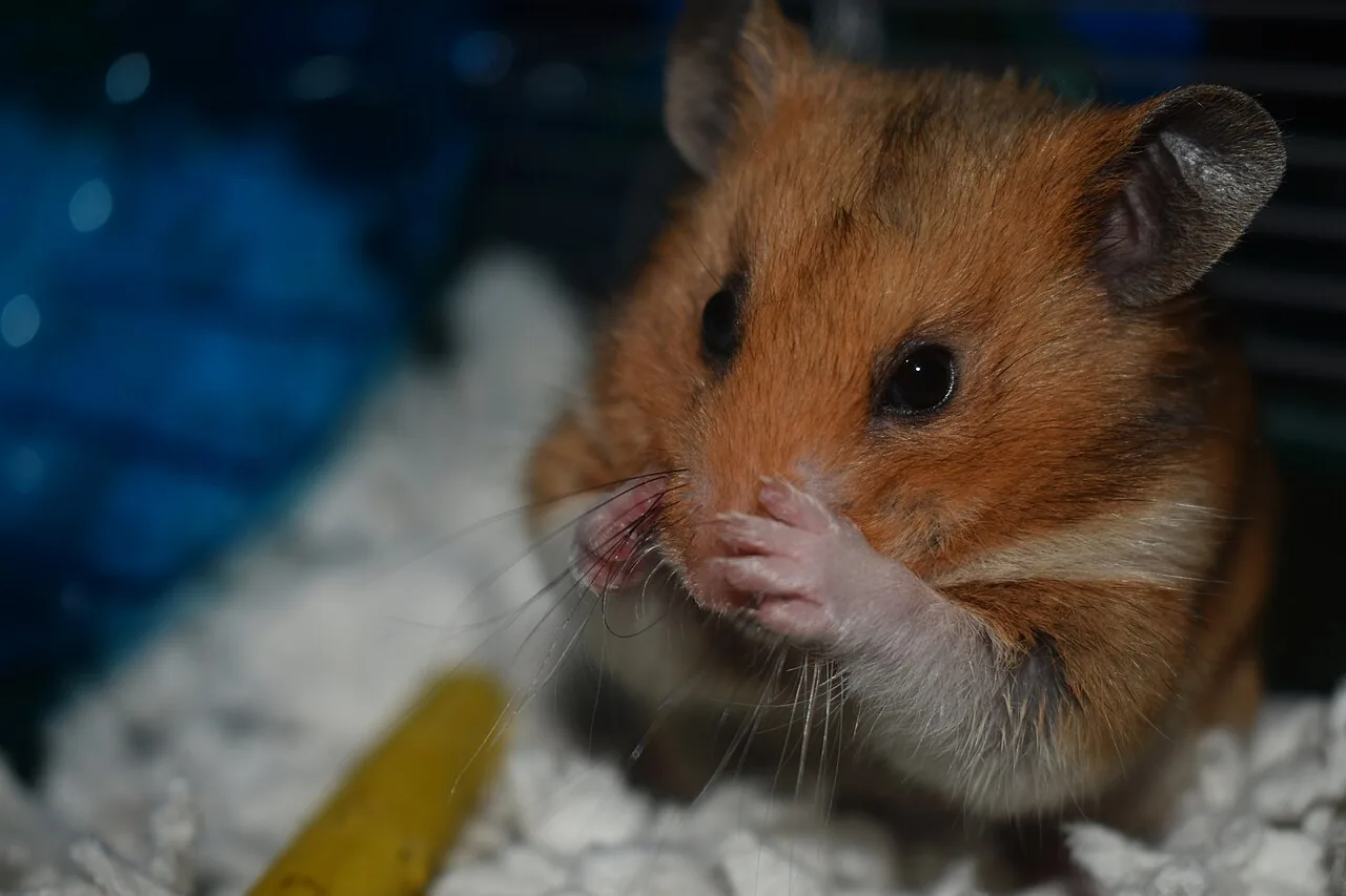 Satin — hamster breed