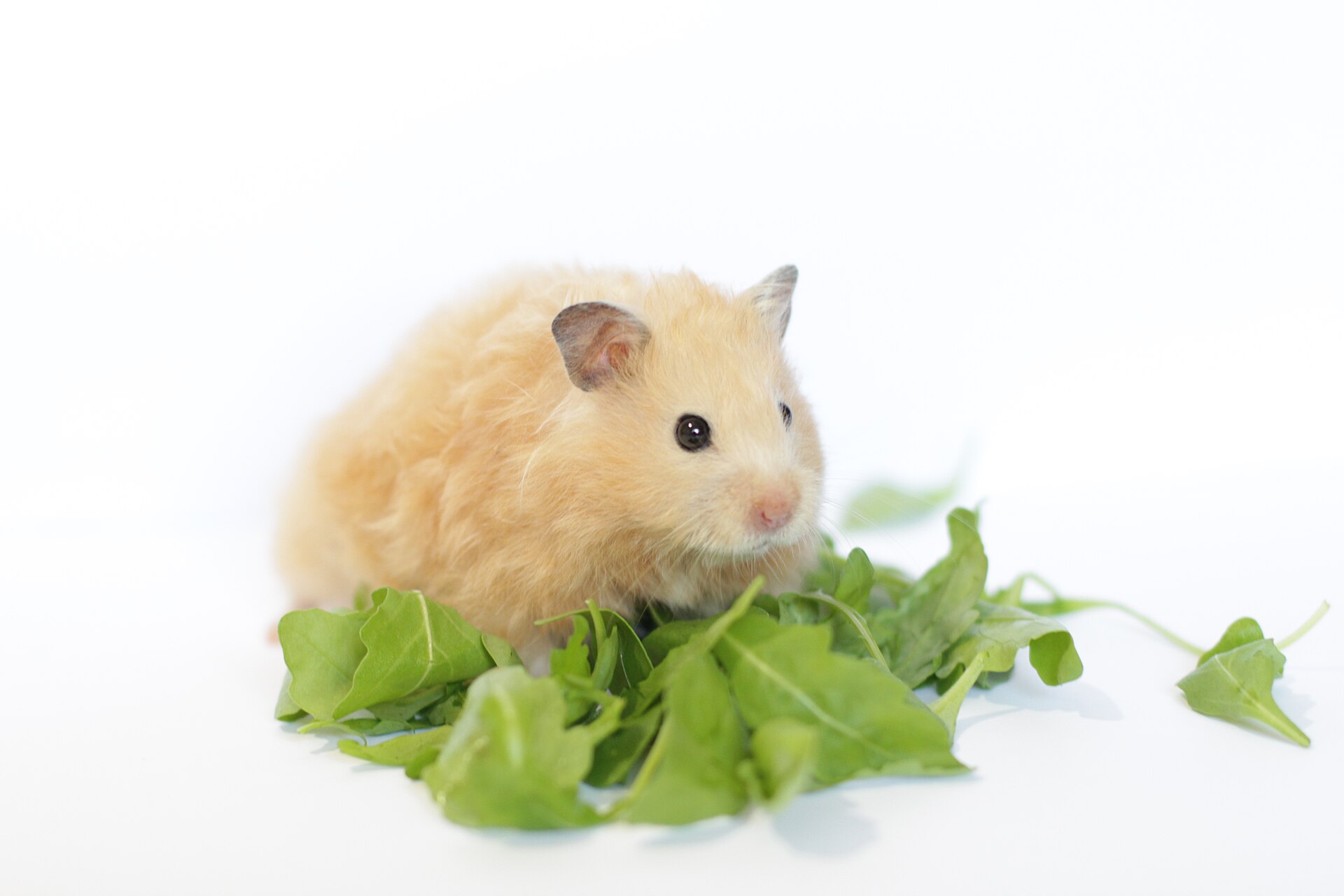 Syrian — hamster breed