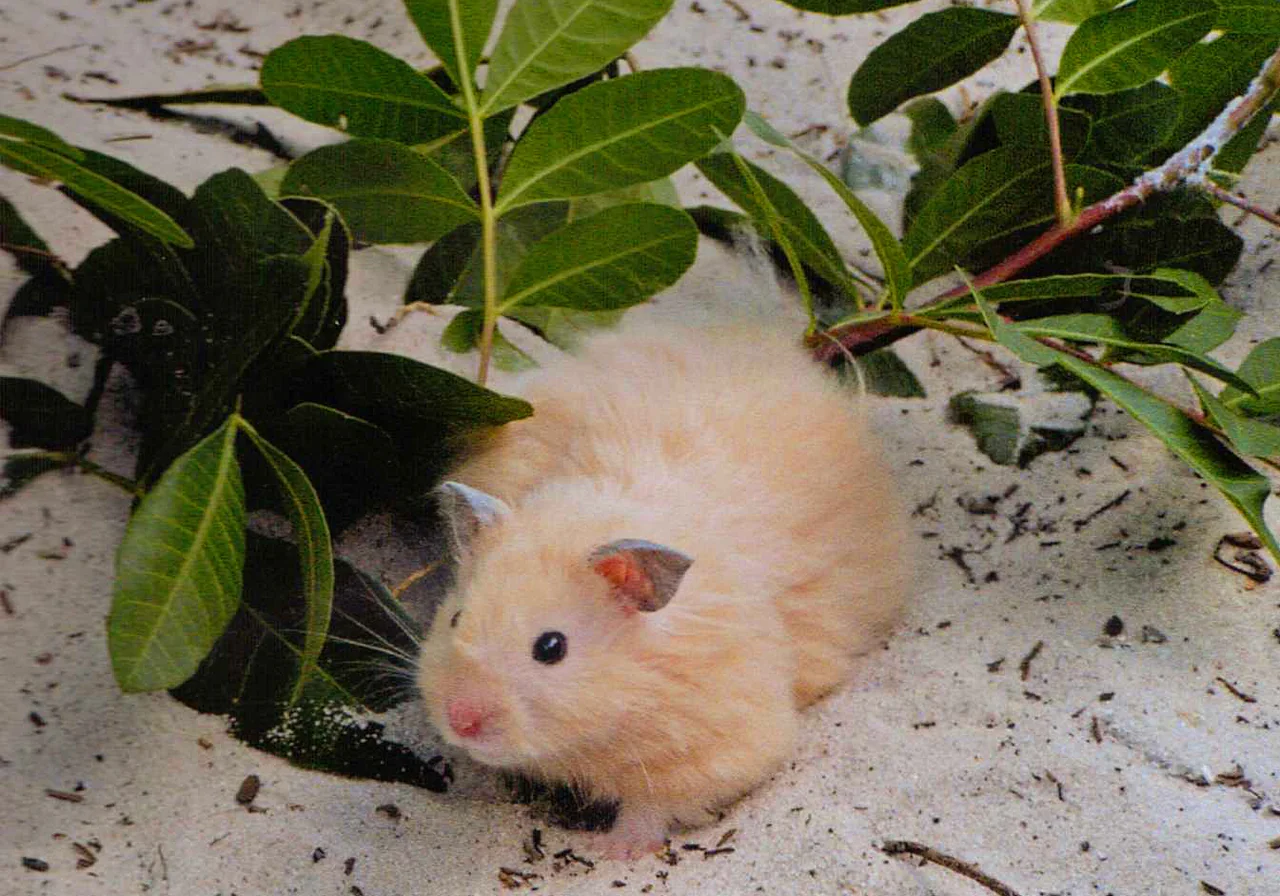 Teddy Bear — hamster breed