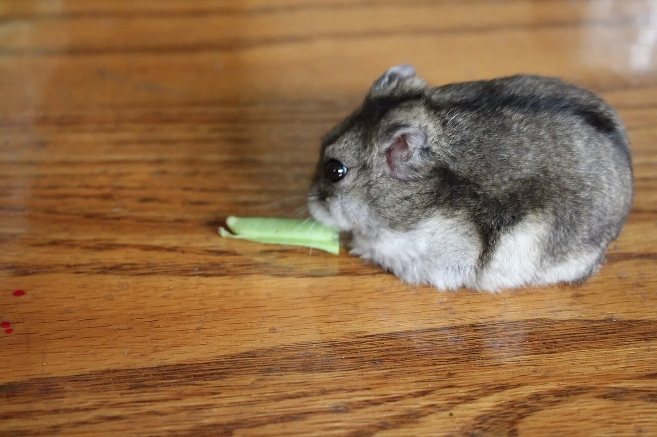 Winter White — hamster breed