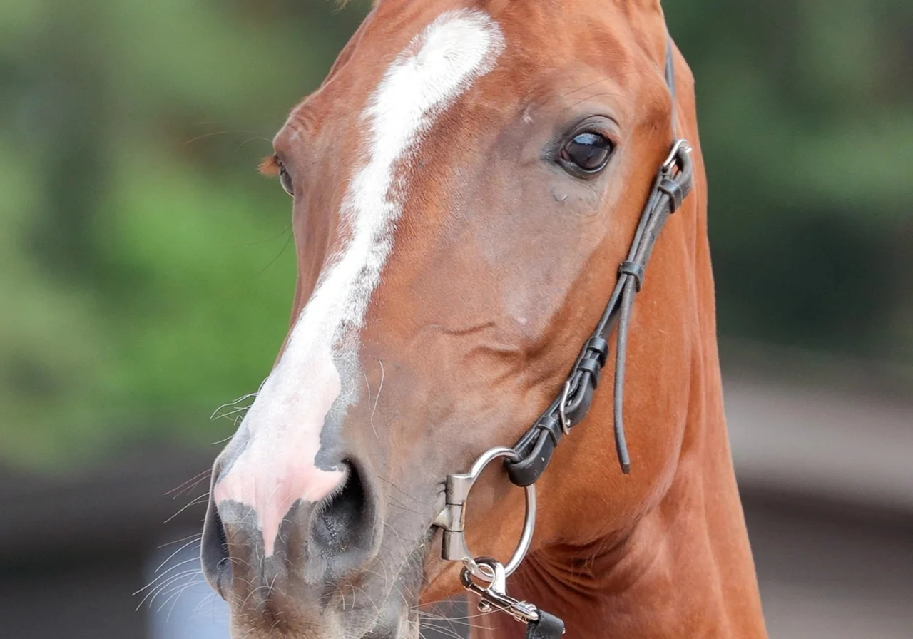 Akhal-Teke — horse breed