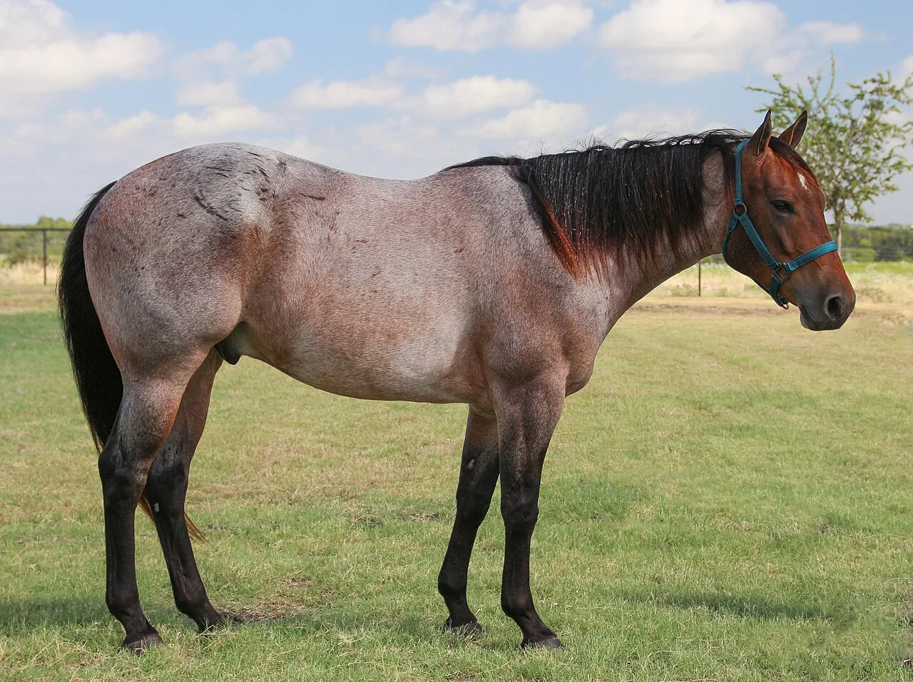 American Quarter Horse — horse breed