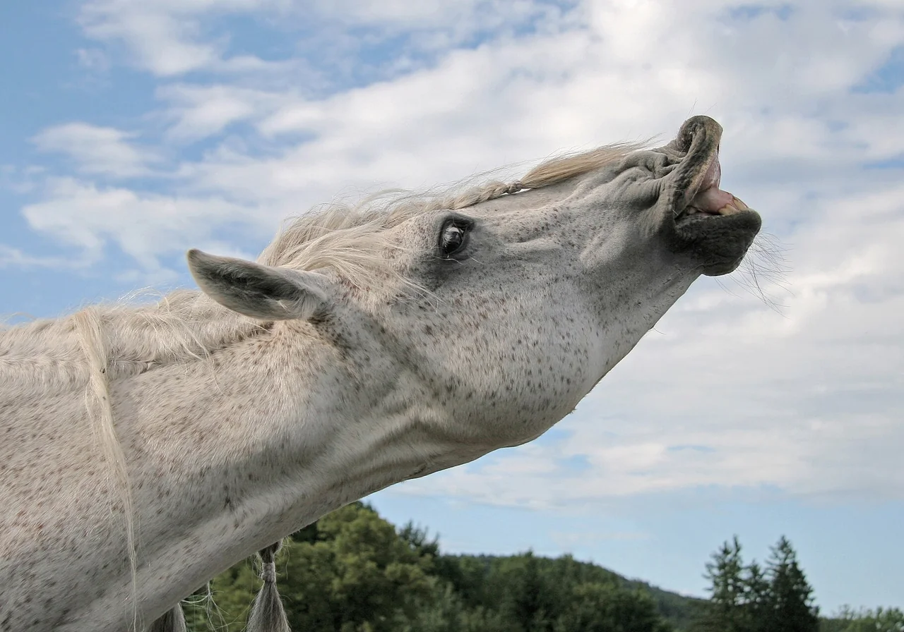 Andalusian — horse breed