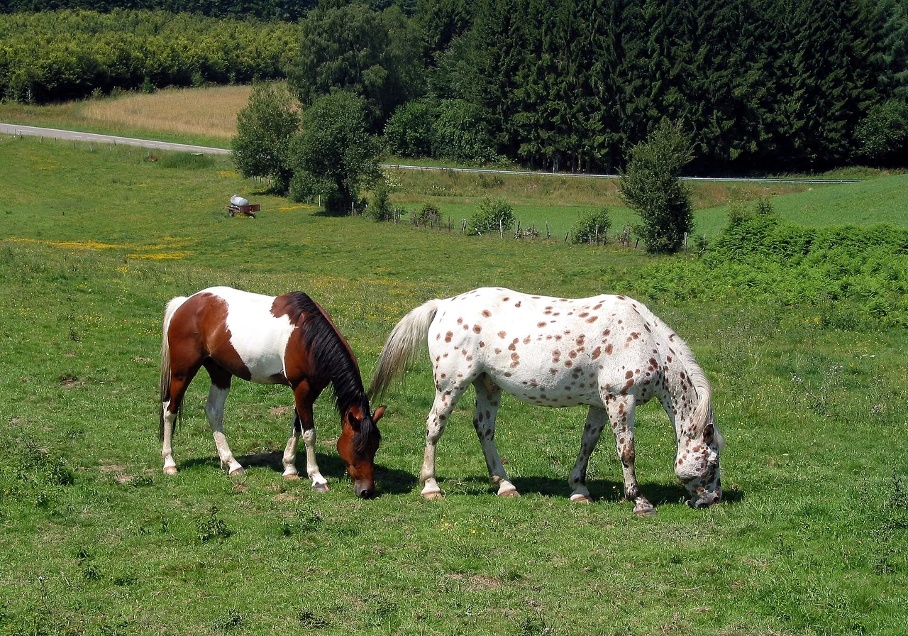 Appaloosa — horse breed