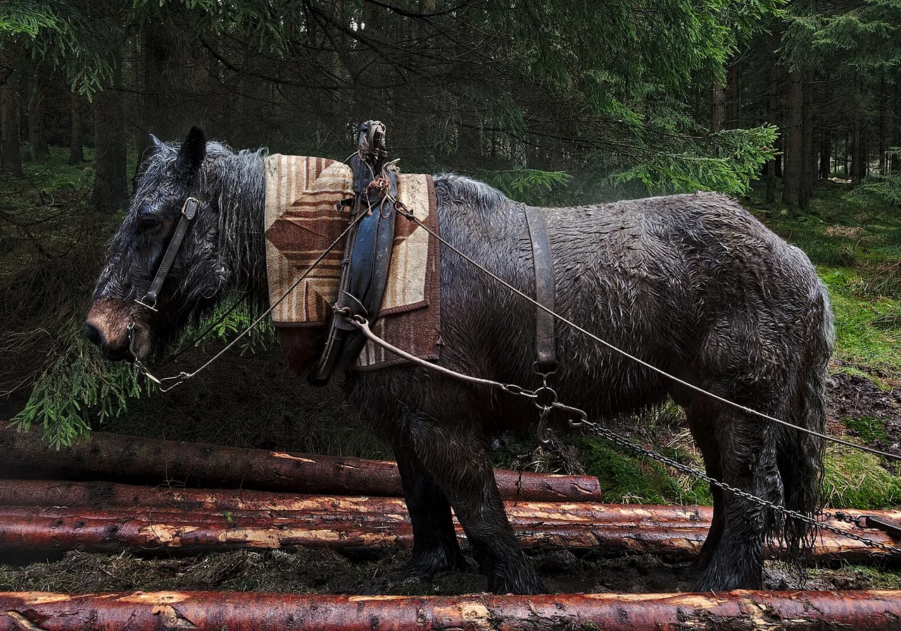 Belgian Draft — horse breed
